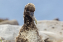 Phoebastria irrorata :: Albatros de les Galápagos :: Waved Albatross :: Española (HOOD) :: Galápagos 2017