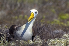 Phoebastria irrorata :: Albatros de les Galápagos :: Waved Albatross :: Española (HOOD) :: Galápagos 2017