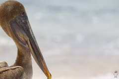 Pelecanus occidentalis :: Pelicà Bru :: Brown Pelican :: San Cristóbal (CHATHAM) :: Galápagos 2017