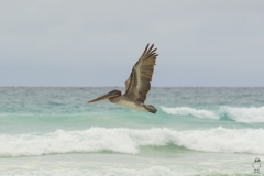 Pelecanus occidentalis :: Pelicà Bru :: Brown Pelican :: Santa Cruz (INDEFATIGABLE) :: Galápagos 2017