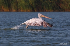 AI4P5450-Editar-Editar