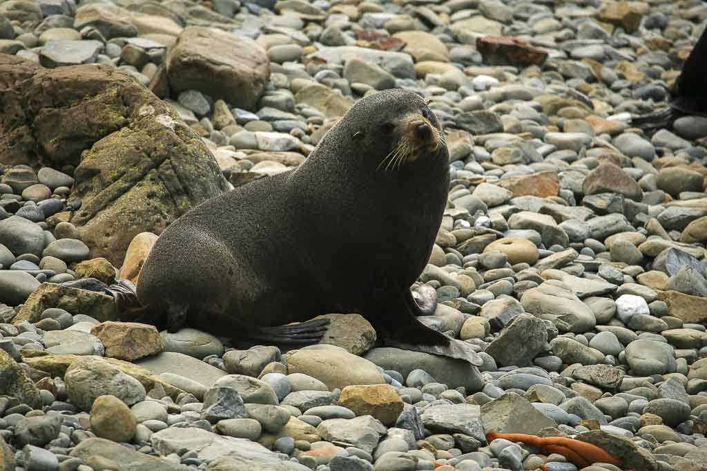 Otàrids (Otariidae)