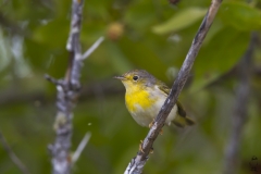 Dendroica petechia :: Bosquerola groga ::Yellow warbler finch :: Isabela (ALBEMARLE) :: Galápagos 2017