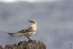 Mimus parvulus :: Mim de Galápagos :: Galpagos Mockingbird :: Española (HOOD) :: Galápagos 2017