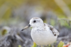 Calidris alba :: Territ :: Sanderling :: Santa Cruz (INDEFATIGABLE) :: Galápagos 2017