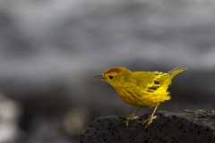 Dendroica petechia :: Bosquerola groga ::Yellow warbler finch :: Santa Cruz (INDEFATIGABLE) :: Galápagos 2017