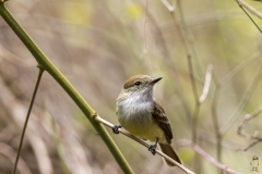Certhidea fusca :: Pinsà de Darwin gris :: Grey warbler finch :: Santa Cruz (INDEFATIGABLE) :: Galápagos 2017