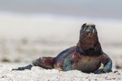 Amblyrhynchus cristatus :: Iguana marina :: Marine Iguana :: Española (HOOD) :: Galápagos 2017