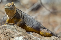 Conolophus subcristatus :: Iguana terrestre de Galápagos :: Galapagos Land Iguana :: North Seymour :: Galápagos 2017