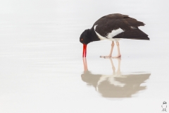 Haematopus palliatus :: Ostrer americà :: American Oystercatcher :: Santa Cruz (INDEFATIGABLE) :: Galápagos 2017