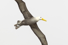 Phoebastria irrorata :: Albatros de les Galápagos :: Waved Albatross :: Española (HOOD) :: Galápagos 2017