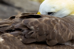 Phoebastria irrorata :: Albatros de les Galápagos :: Waved Albatross :: Española (HOOD) :: Galápagos 2017