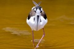 Himantopus mexicanus :: Camallarga americana :: Black-necked Stilt :: Isabela (ALBEMARLE) :: Galápagos 2017