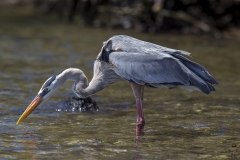 Ardea herodias :: Bernat americà :: Great Blue Heron :: Isabela (ALBEMARLE) :: Galápagos 2017