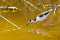 Himantopus mexicanus :: Camallarga americana :: Black-necked Stilt :: Isabela (ALBEMARLE) :: Galápagos 2017