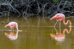 Phoenicopterus ruber :: Flamenc del carib :: American Flamingo : Isabela (ALBEMARLE) :: Galápagos 2017