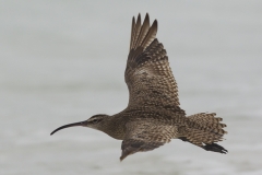 Numenius phaeopus :: Polit cantaire :: Wimbrel :: Santa Cruz (INDEFATIGABLE) :: Galápagos 2017