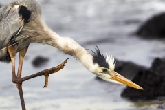 Ardea herodias :: Bernat americà :: Great Blue Heron :: Floreana (CHARLES) :: Galápagos 2017