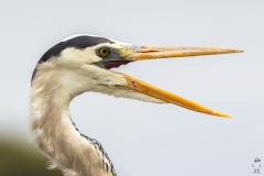 Ardea herodias :: Bernat americà :: Great Blue Heron :: Floreana (CHARLES) :: Galápagos 2017