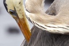 Ardea herodias :: Bernat americà :: Great Blue Heron :: Floreana (CHARLES) :: Galápagos 2017