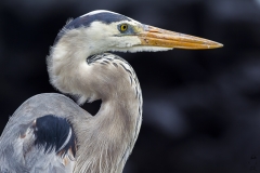 Ardea herodias :: Bernat americà :: Great Blue Heron :: Floreana (CHARLES) :: Galápagos 2017