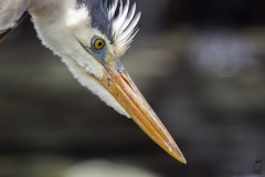 Ardea herodias :: Bernat americà :: Great Blue Heron :: Floreana (CHARLES) :: Galápagos 2017