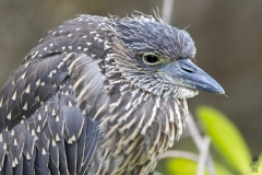 Butorides striata :: Martinet Estriat :: Striated Heron ::Santa Cruz (INDEFATIGABLE) :: Galápagos 2017