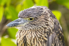 Butorides striata :: Martinet Estriat :: Striated Heron :: Santa Cruz (INDEFATIGABLE) :: Galápagos 2017