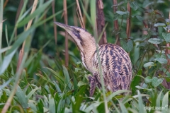 AI4P2324-Edita-Editarr