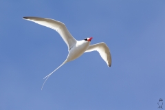 Phaethon aethereus :: Cua de jonc bec-roig :: Red-billed Tropicbird :: Española (HOOD) :: Galápagos 2017