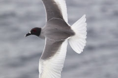 Creagrus furcatus :: Gavina cua de tisora :: Swallow-tailed Gull :: San Cristóbal (CHATHAM) :: Galápagos 2017