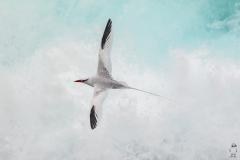 Phaethon aethereus :: Cua de jonc bec-roig :: Red-billed Tropicbird :: San Cristóbal (CHATHAM) :: Galápagos 2017