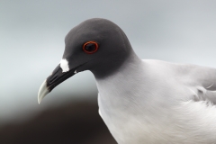 Creagrus furcatus :: Gavina cua de tisora :: Swallow-tailed Gull :: San Cristóbal (CHATHAM) :: Galápagos 2017