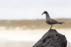 Leucophaeus fuliginosus :: Gavina de lava :: Lava Gull :: Santa Cruz (INDEFATIGABLE) :: Galápagos 2017