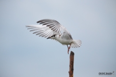 AI4P1640-Editar-Editar