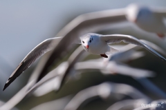 AI4P4555-Editar-Editar