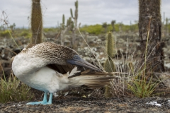 Sula nebouxii :: Mascarell cama-blau :: Blue-footed Booby :: Isabela (ALBEMARLE) :: Galápagos 2017