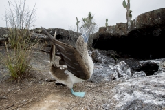 Sula nebouxii :: Mascarell cama-blau :: Blue-footed Booby :: Isabela (ALBEMARLE) :: Galápagos 2017