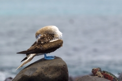 Sula nebouxii :: Mascarell cama-blau :: Blue-footed Booby :: Española (HOOD) :: Galápagos 2017