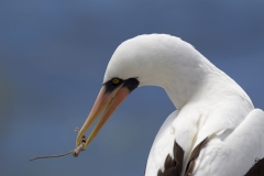 Sula granti :: Mascarell de Grant :: Nazca Booby :: Española (HOOD) :: Galápagos 2017