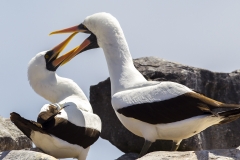 Sula granti :: Mascarell de Grant :: Nazca Booby :: Española (HOOD) :: Galápagos 2017