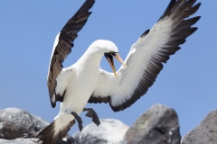 Sula granti :: Mascarell de Grant :: Nazca Booby :: Española (HOOD) :: Galápagos 2017