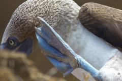 Sula nebouxii :: Mascarell cama-blau :: Blue-footed Booby :: San Cristóbal (CHATHAM) :: Galápagos 2017