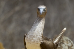 Sula nebouxii :: Mascarell cama-blau :: Blue-footed Booby :: San Cristóbal (CHATHAM) :: Galápagos 2017