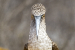 Sula nebouxii :: Mascarell cama-blau :: Blue-footed Booby :: San Cristóbal (CHATHAM) :: Galápagos 2017