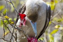 Sula sula :: Mascarell cama-roig :: Red-footed Booby :: San Cristóbal (CHATHAM) :: Galápagos 2017