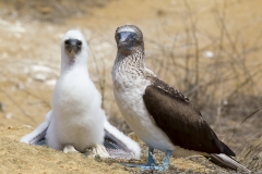 Sula nebouxii :: Mascarell cama-blau :: Blue-footed Booby :: San Cristóbal (CHATHAM) :: Galápagos 2017