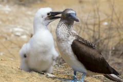 Sula nebouxii :: Mascarell cama-blau :: Blue-footed Booby :: San Cristóbal (CHATHAM) :: Galápagos 2017