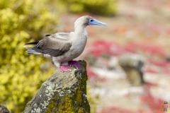 Sula sula :: Mascarell cama-roig :: Red-footed Booby :: San Cristóbal (CHATHAM) :: Galápagos 2017