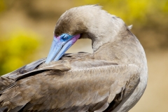 Sula sula :: Mascarell cama-roig :: Red-footed Booby :: San Cristóbal (CHATHAM) :: Galápagos 2017